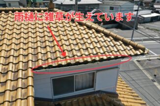 軒先の雨樋内部に土が溜まり雑草が生えている様子