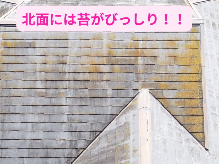 黄色や黒い苔が広がる屋根表面