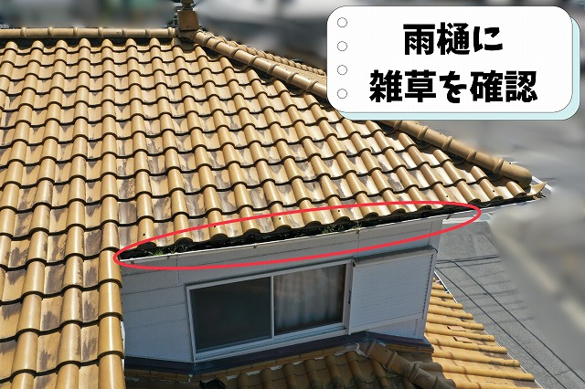 雨樋に雑草が生え排水機能が低下している様子
